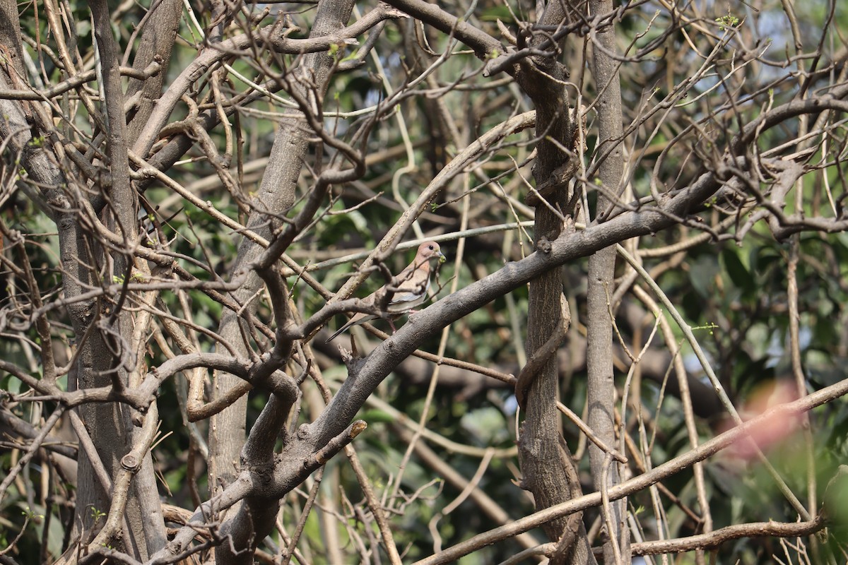 Laughing Dove - ML327750291