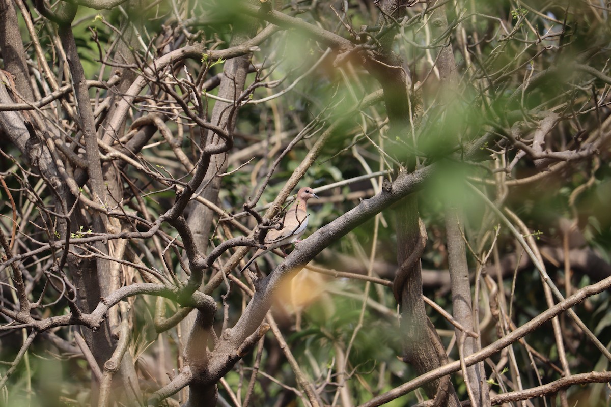 Laughing Dove - ML327750311