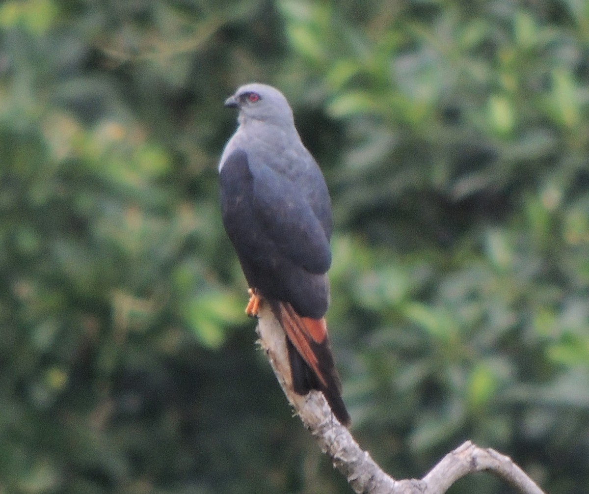 Plumbeous Kite - ML327750351