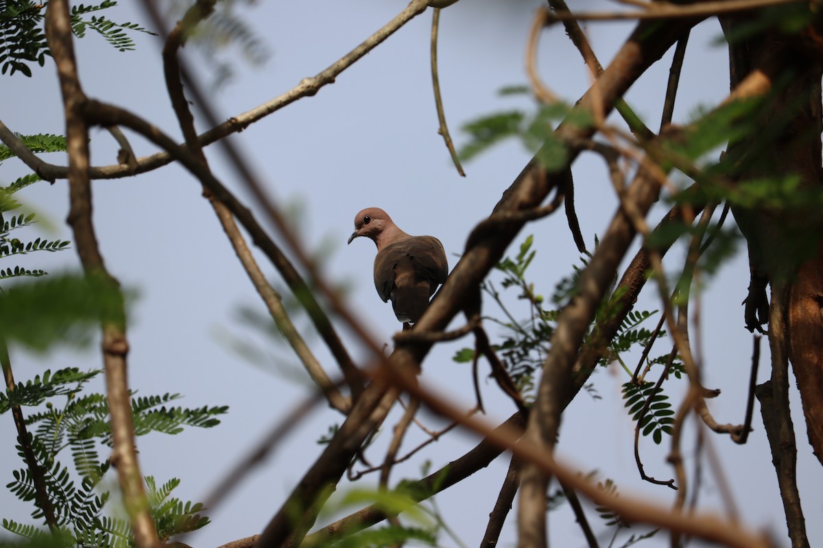 Laughing Dove - ML327750521