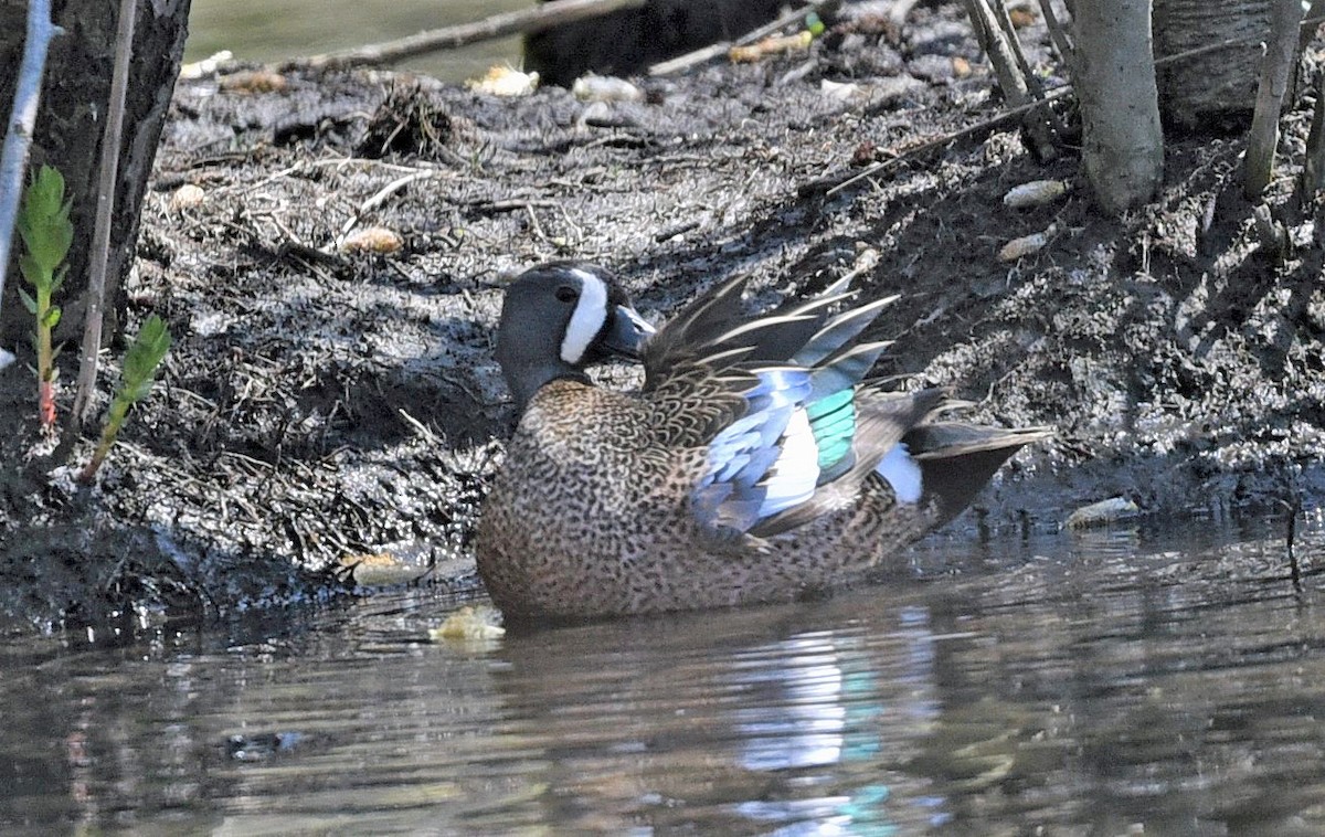 Blue-winged Teal - ML327750631