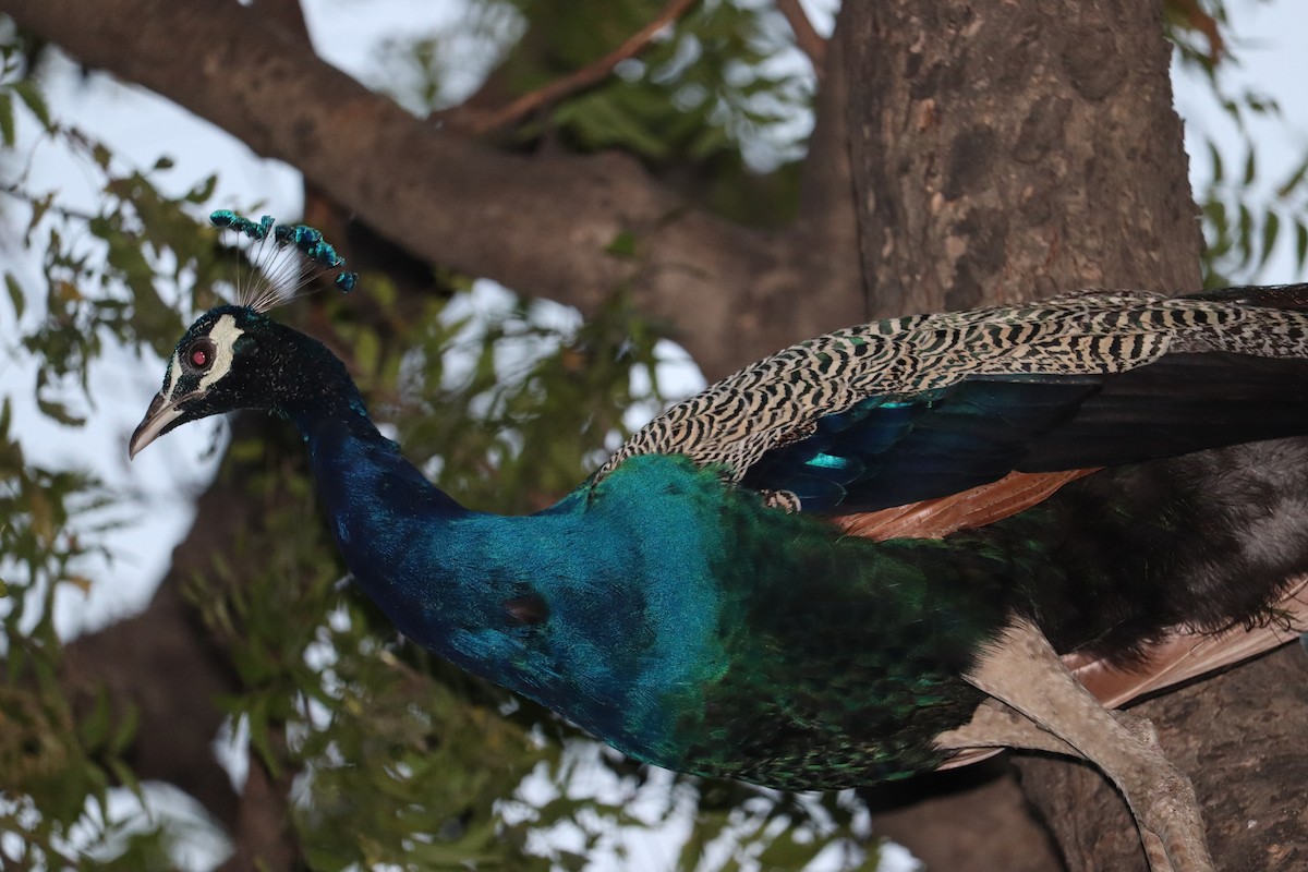 Indian Peafowl - ML327750791