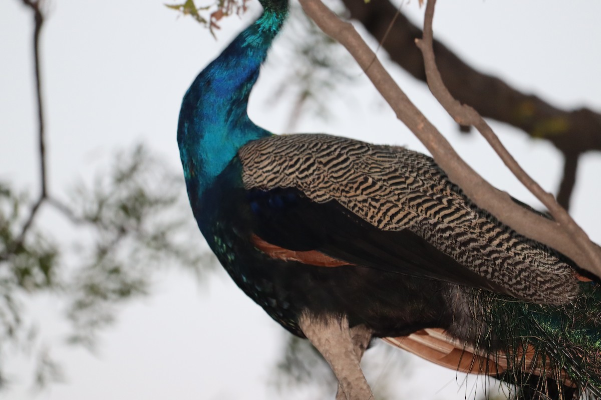 Indian Peafowl - ML327750801