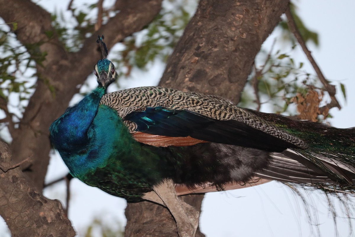 Indian Peafowl - ML327750841