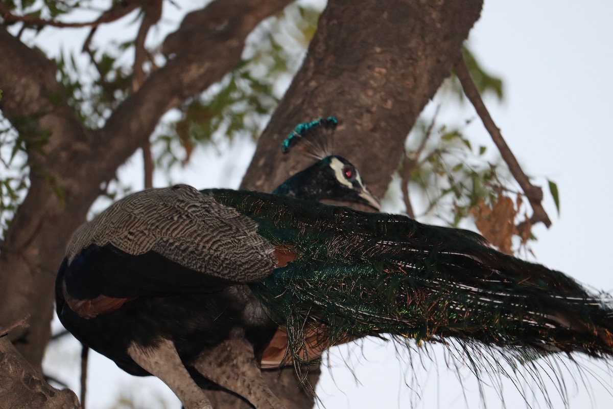 Indian Peafowl - ML327750861