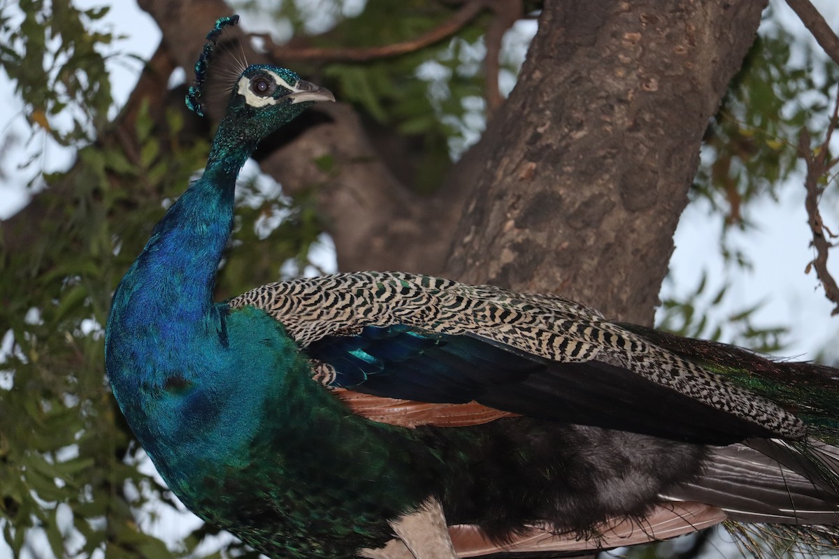 Indian Peafowl - ML327751001