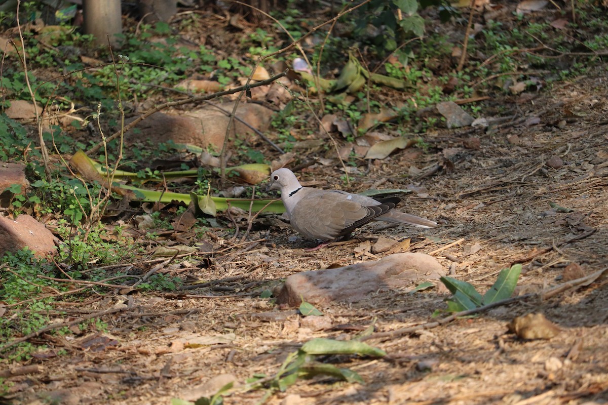 Eurasian Collared-Dove - ML327751911