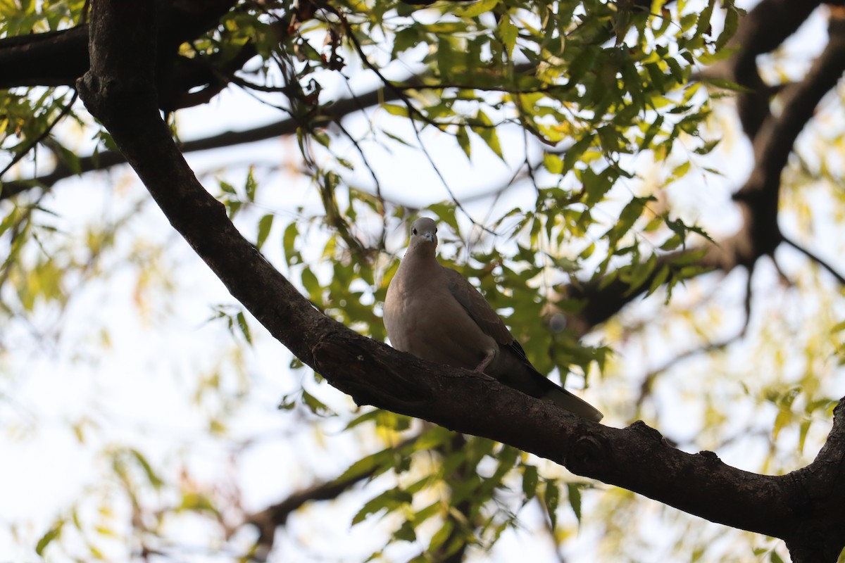 Eurasian Collared-Dove - ML327751951