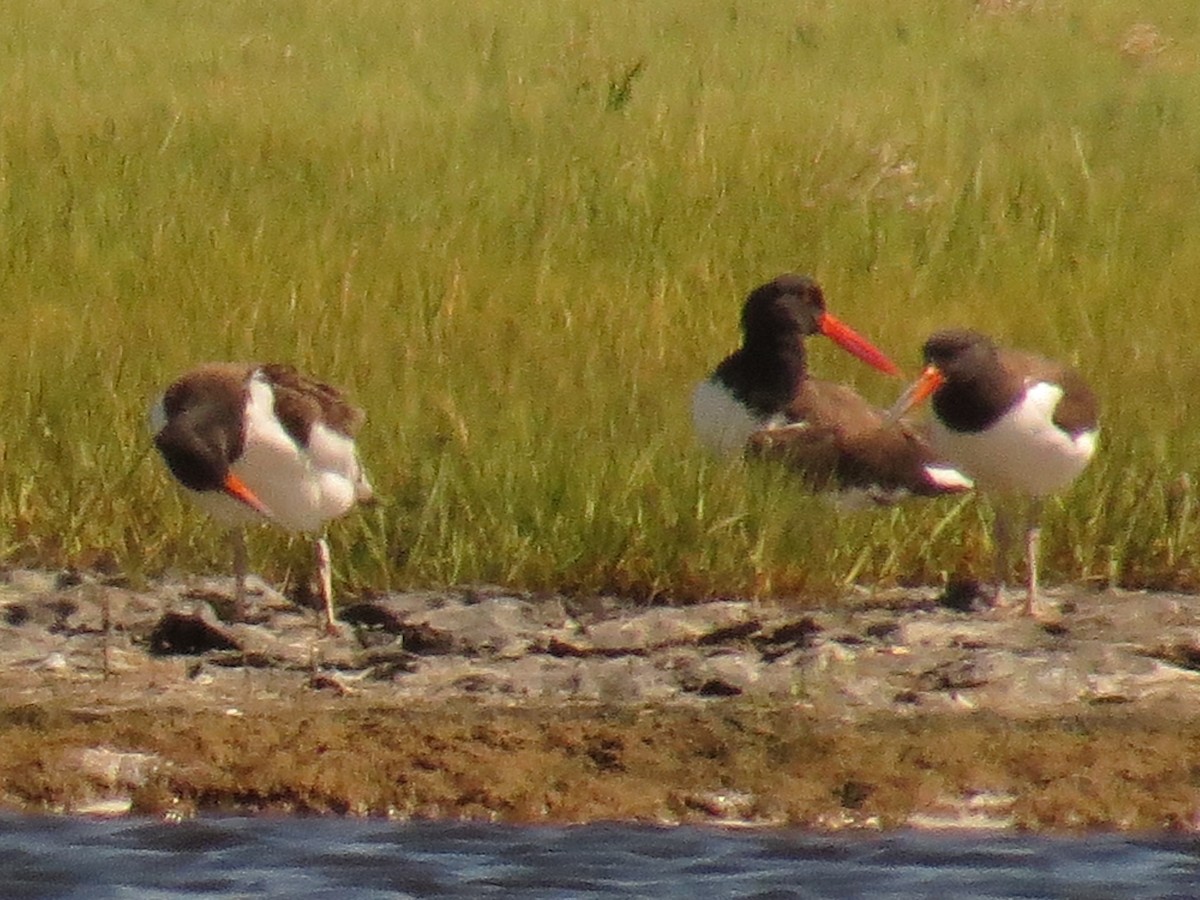 American Oystercatcher - ML32775221