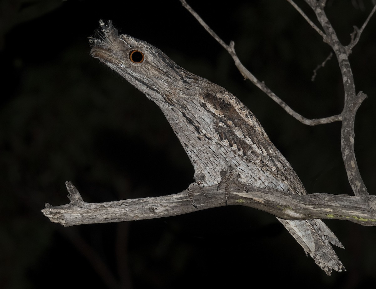 Tawny Frogmouth - ML327754461