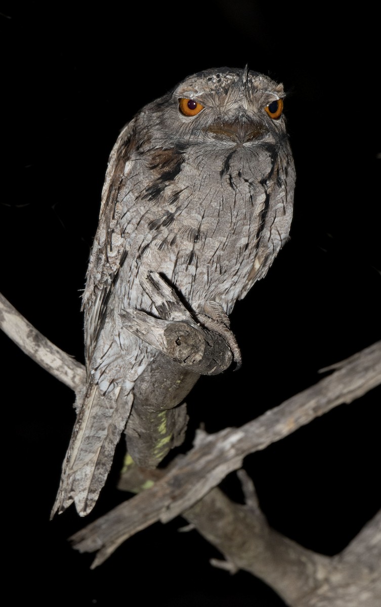 Tawny Frogmouth - ML327754471