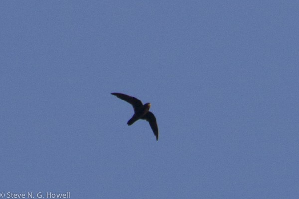 White-chinned Swift - ML32775461