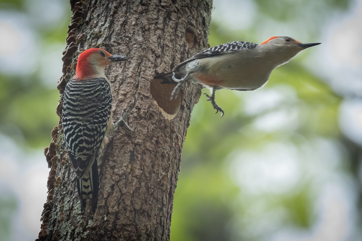 Red-bellied Woodpecker - ML327755351