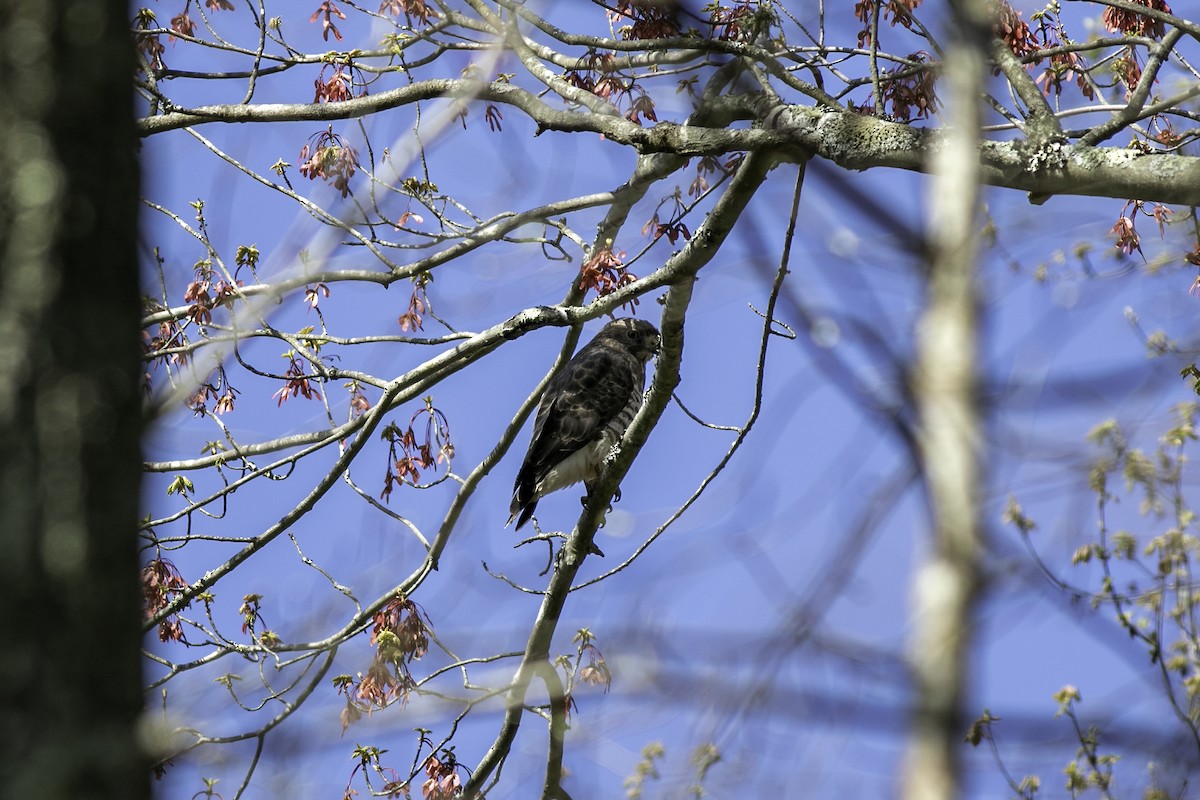 Broad-winged Hawk - ML327755941