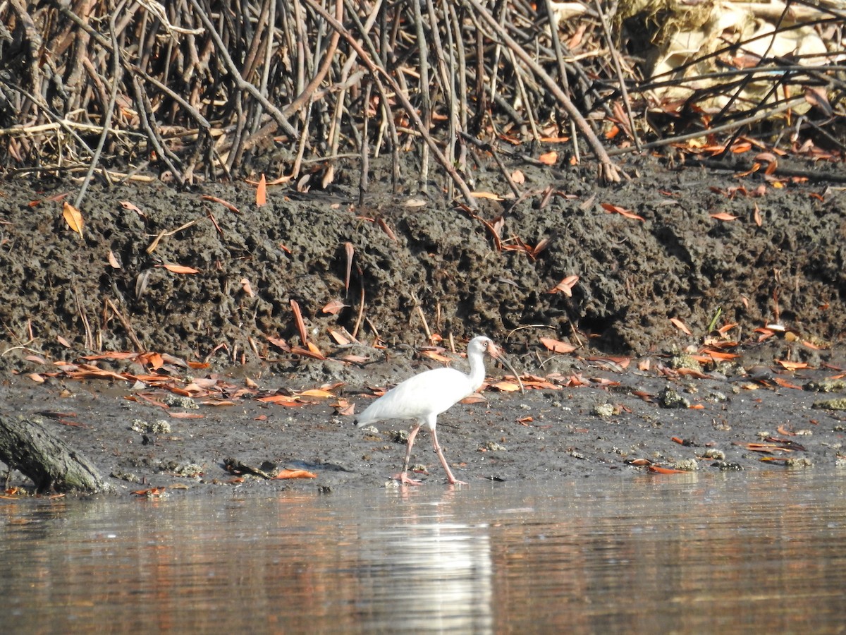 Ibis blanc - ML327756791