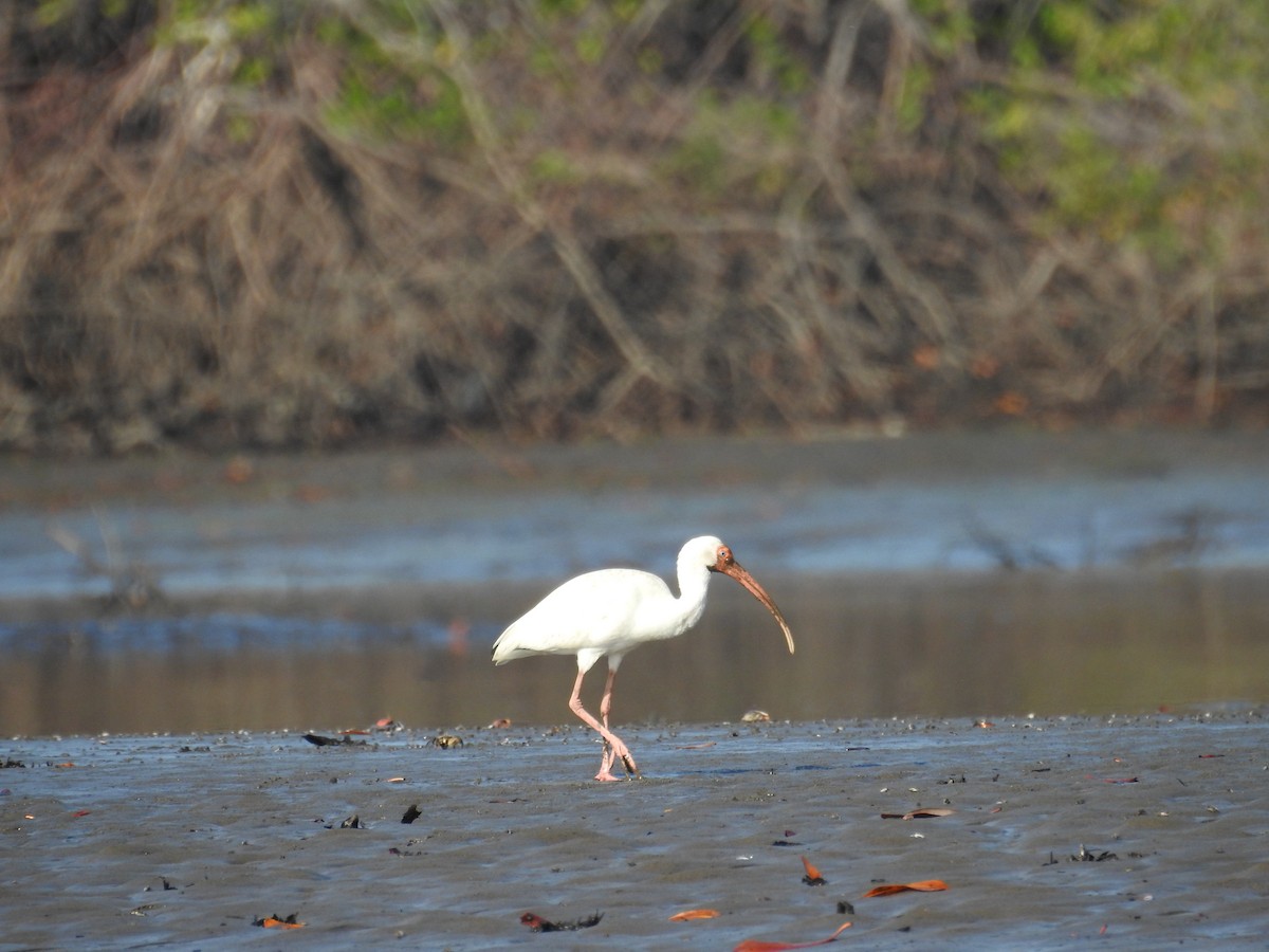 White Ibis - ML327757101