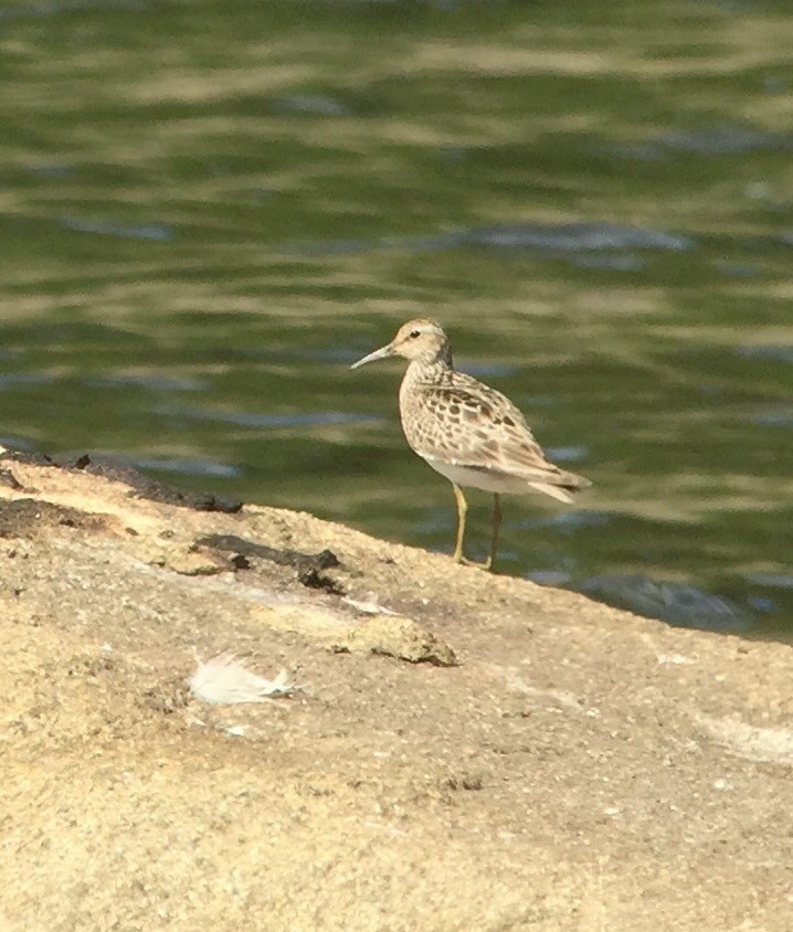 Pectoral Sandpiper - ML32775771