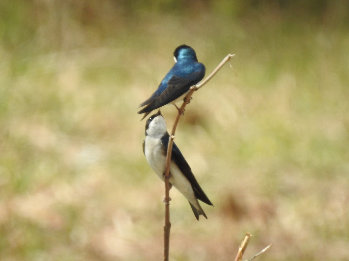 Tree Swallow - ML327759241