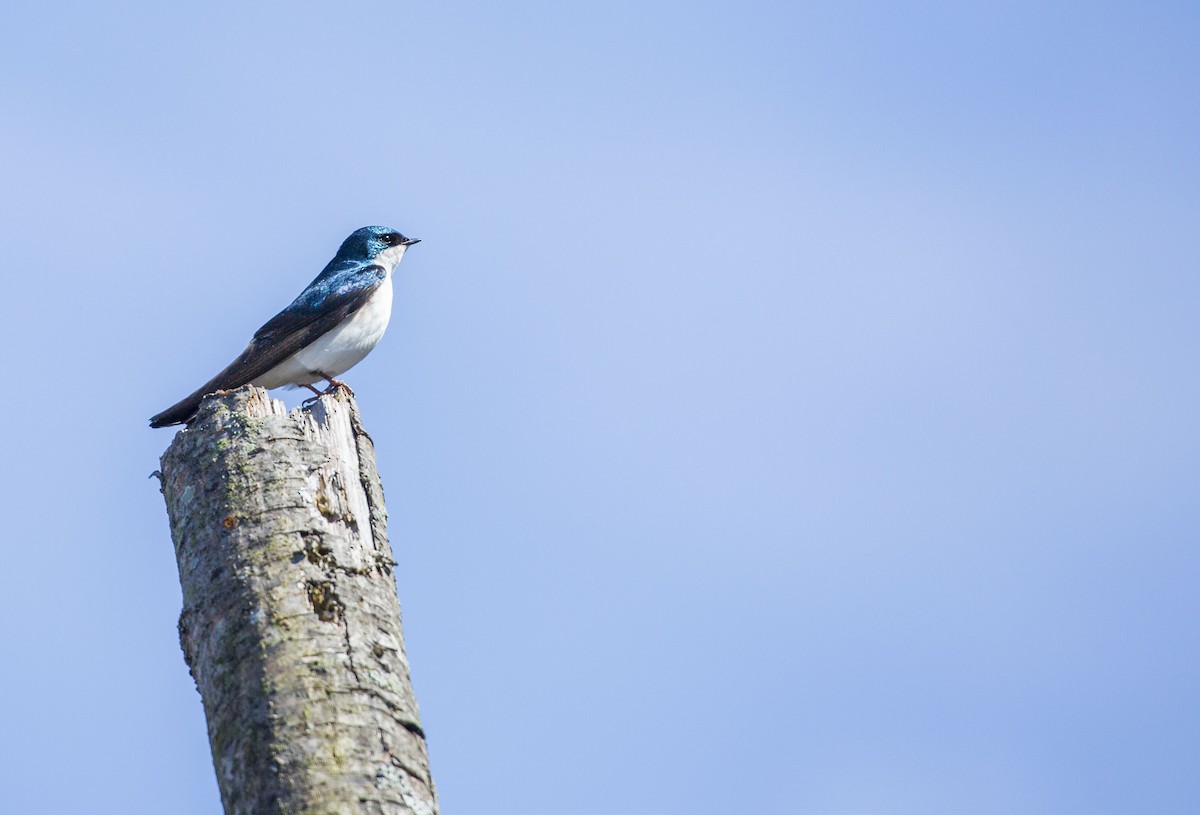 Tree Swallow - ML327759431