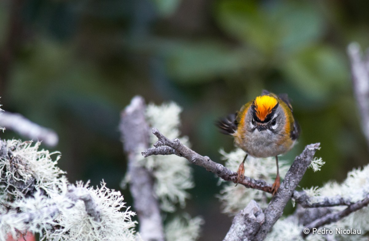 Madeira Firecrest - Pedro Nicolau