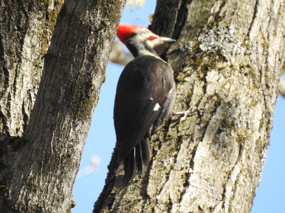 Pileated Woodpecker - ML327759911
