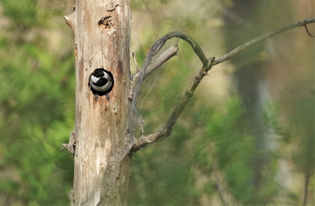 Carolina Chickadee - Sunil Thirkannad