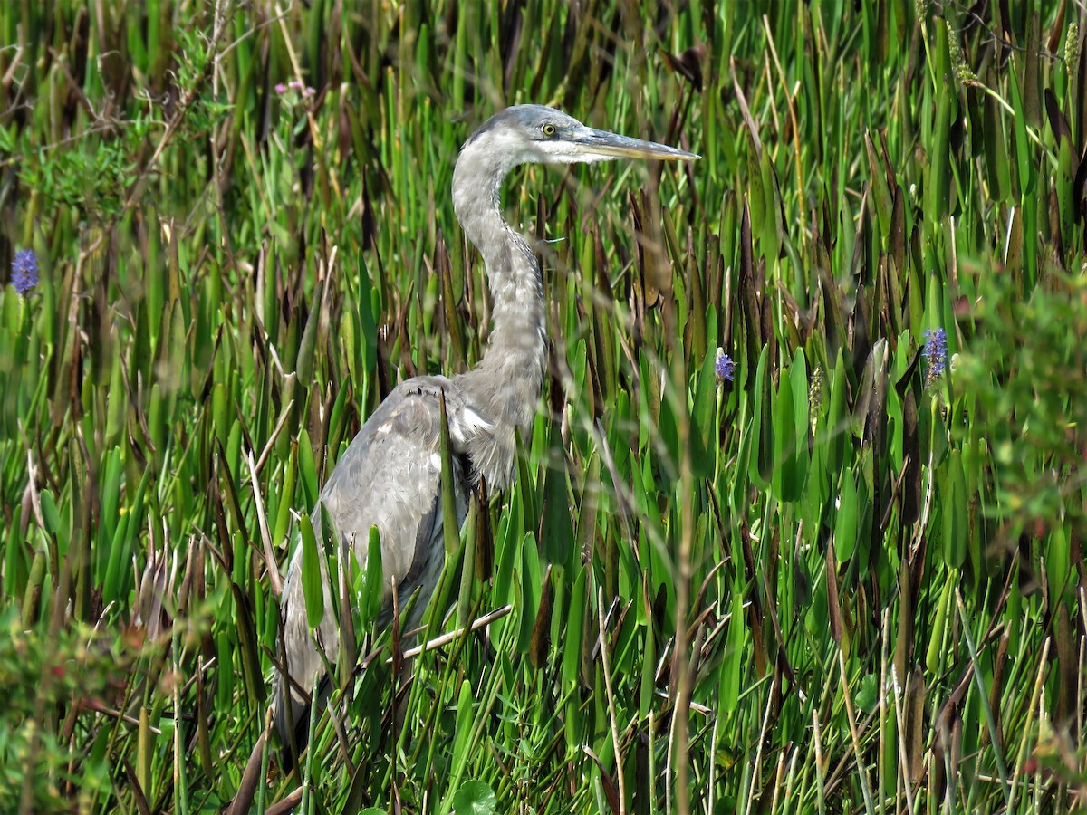 Great Blue Heron - ML327763251