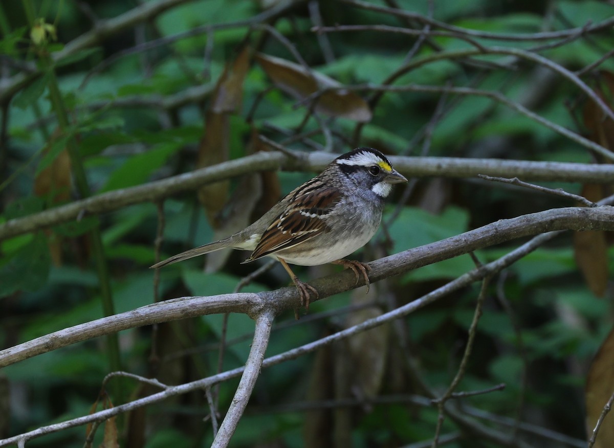 White-throated Sparrow - Laurel Barnhill