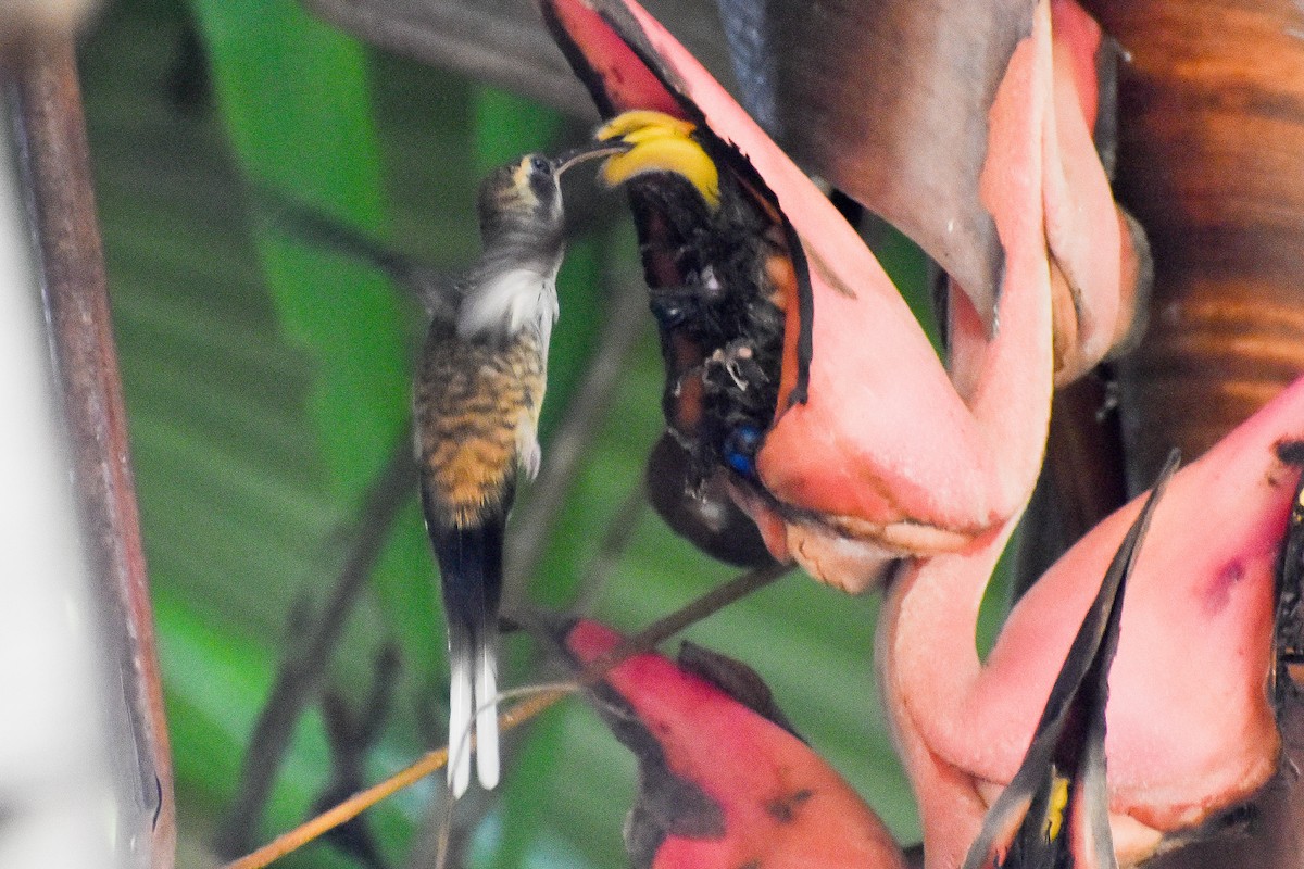 Long-billed Hermit - ML327765591