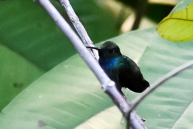 Blue-chested Hummingbird - ML327766061