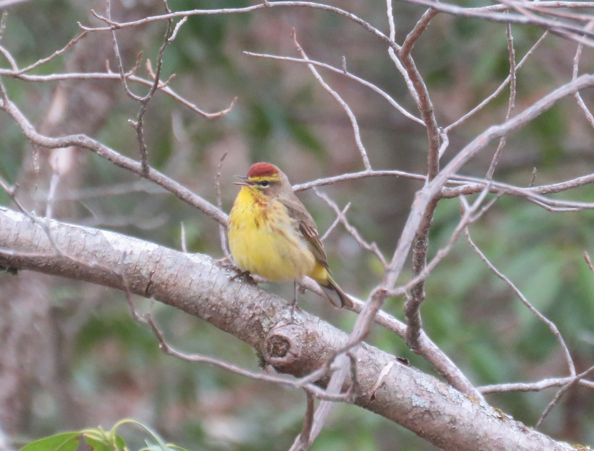 Palm Warbler - ML327768061