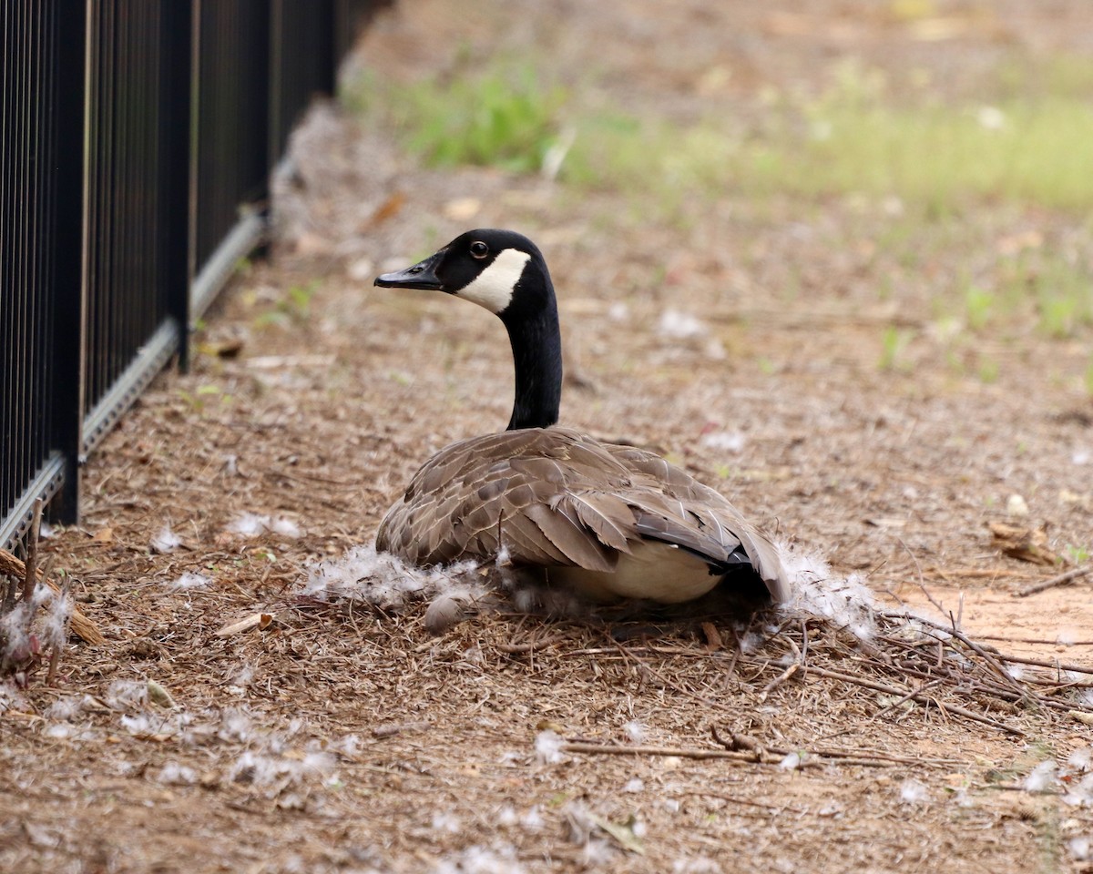 Canada Goose - ML327768921
