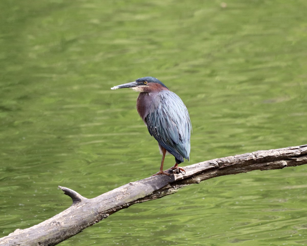 Green Heron - ML327769411