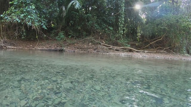 Purple-crowned Fairy - ML327771381