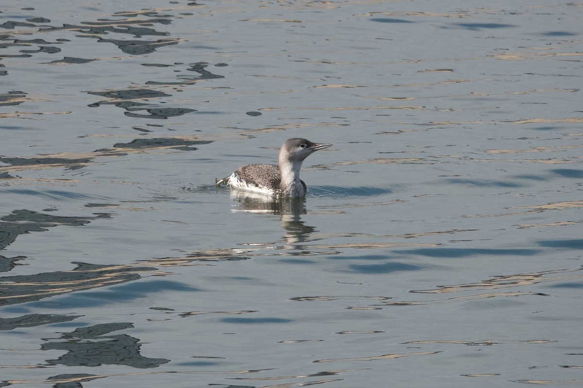 Red-throated Loon - ML327771891