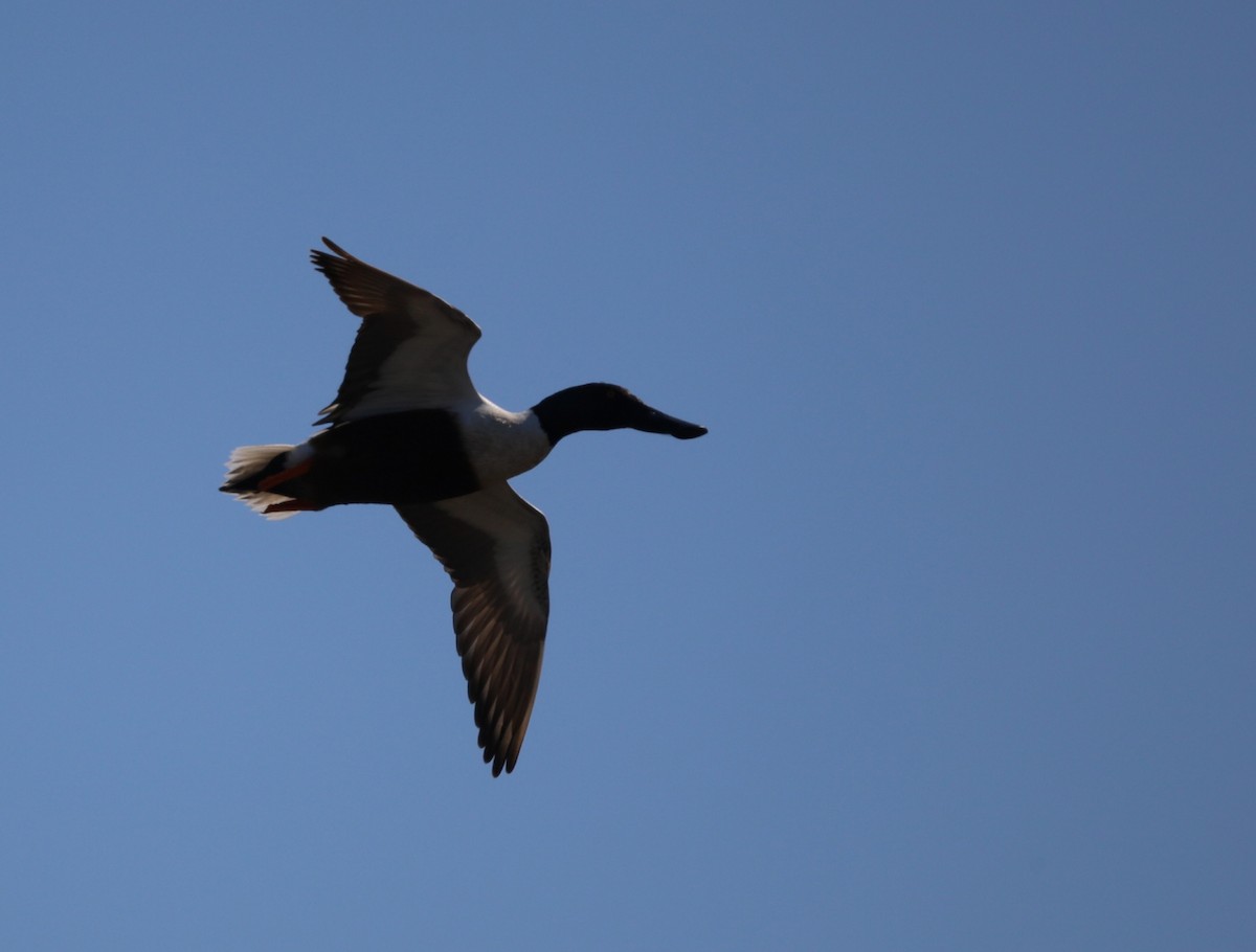 Northern Shoveler - ML327772091