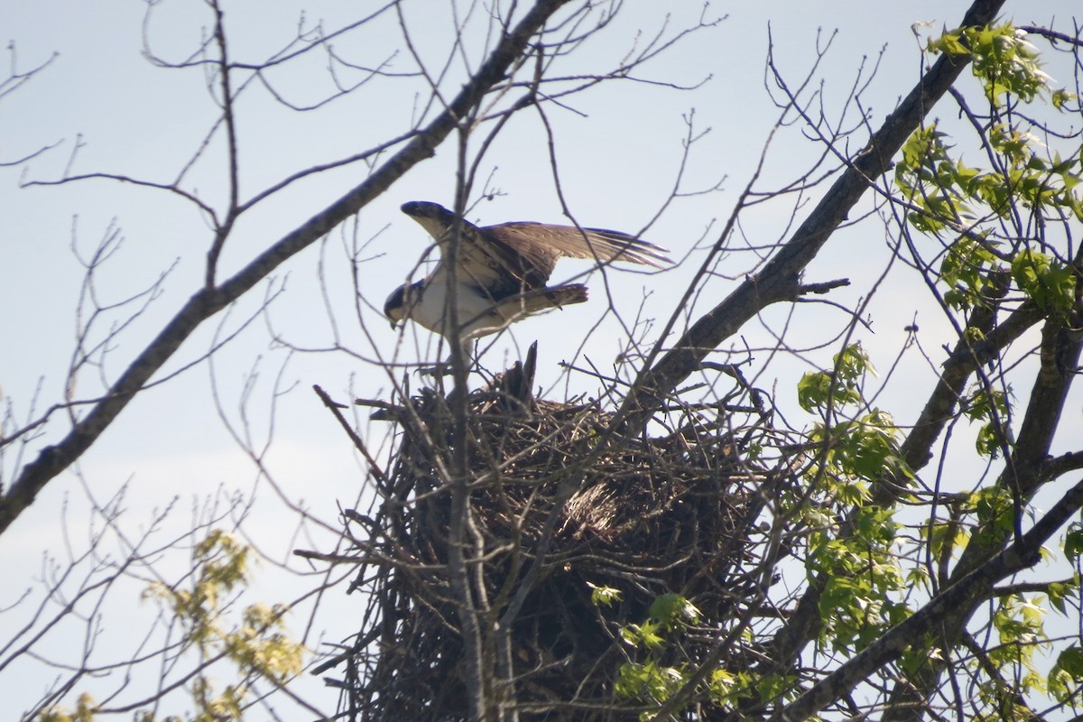 Osprey - ML327773761