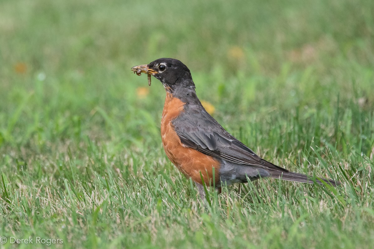 American Robin - Derek Rogers