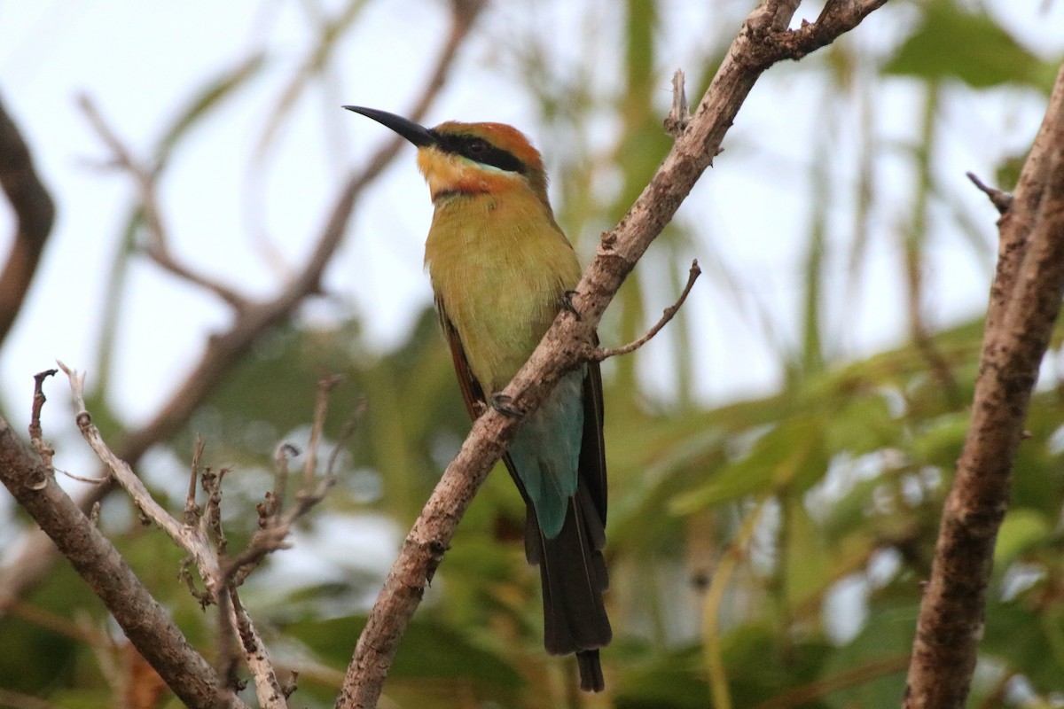 Rainbow Bee-eater - ML327774691