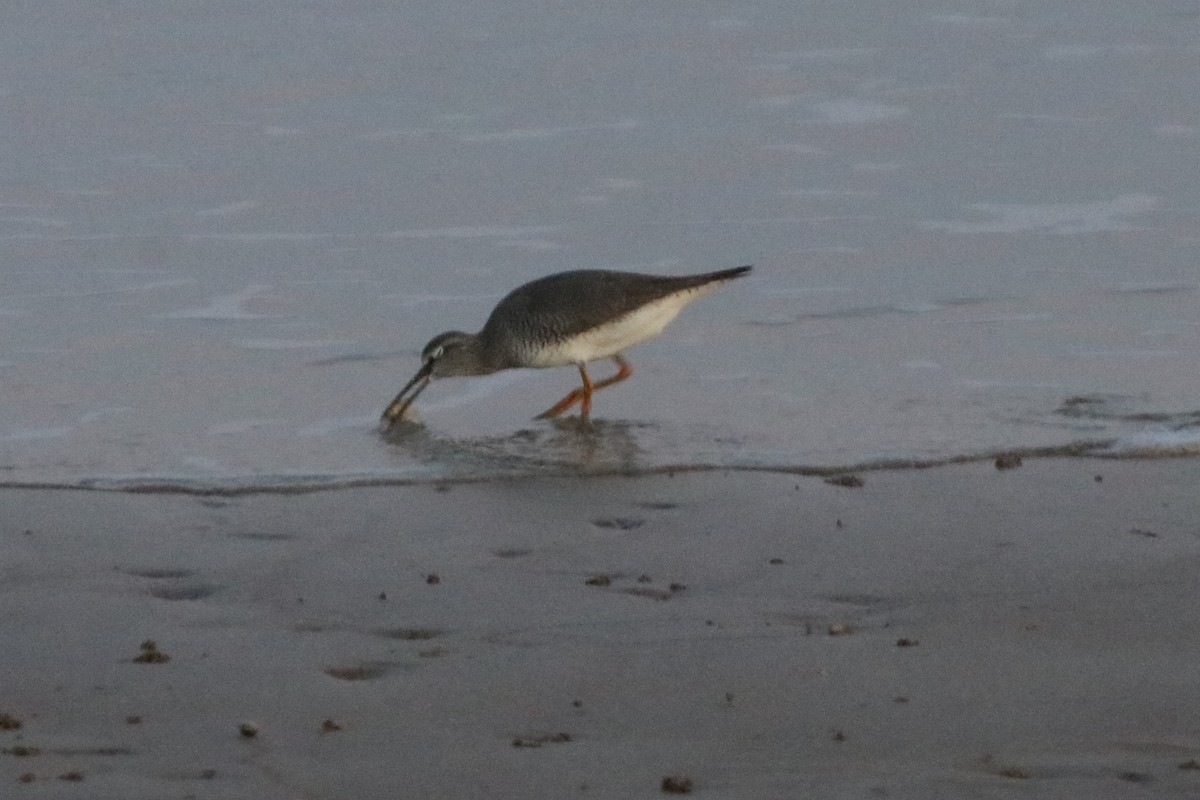 Gray-tailed Tattler - ML327774701