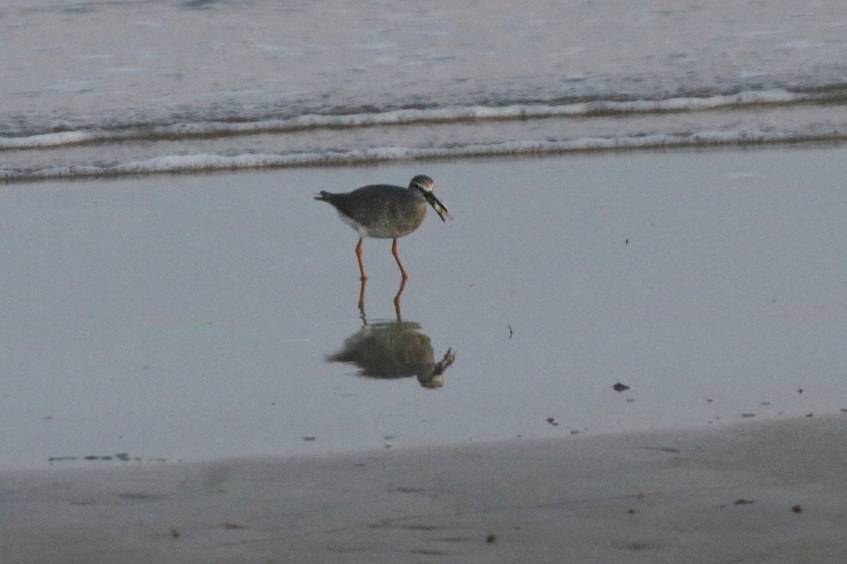 Gray-tailed Tattler - ML327774731