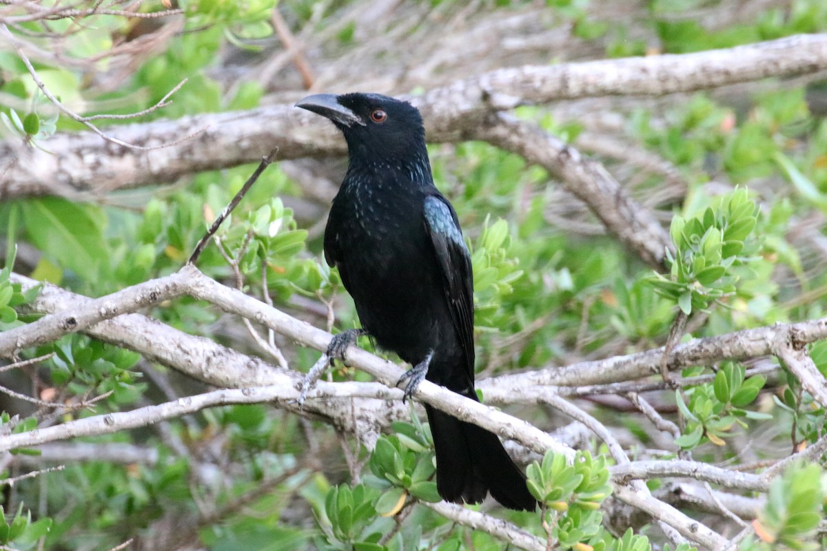 Drongo pailleté - ML327774891