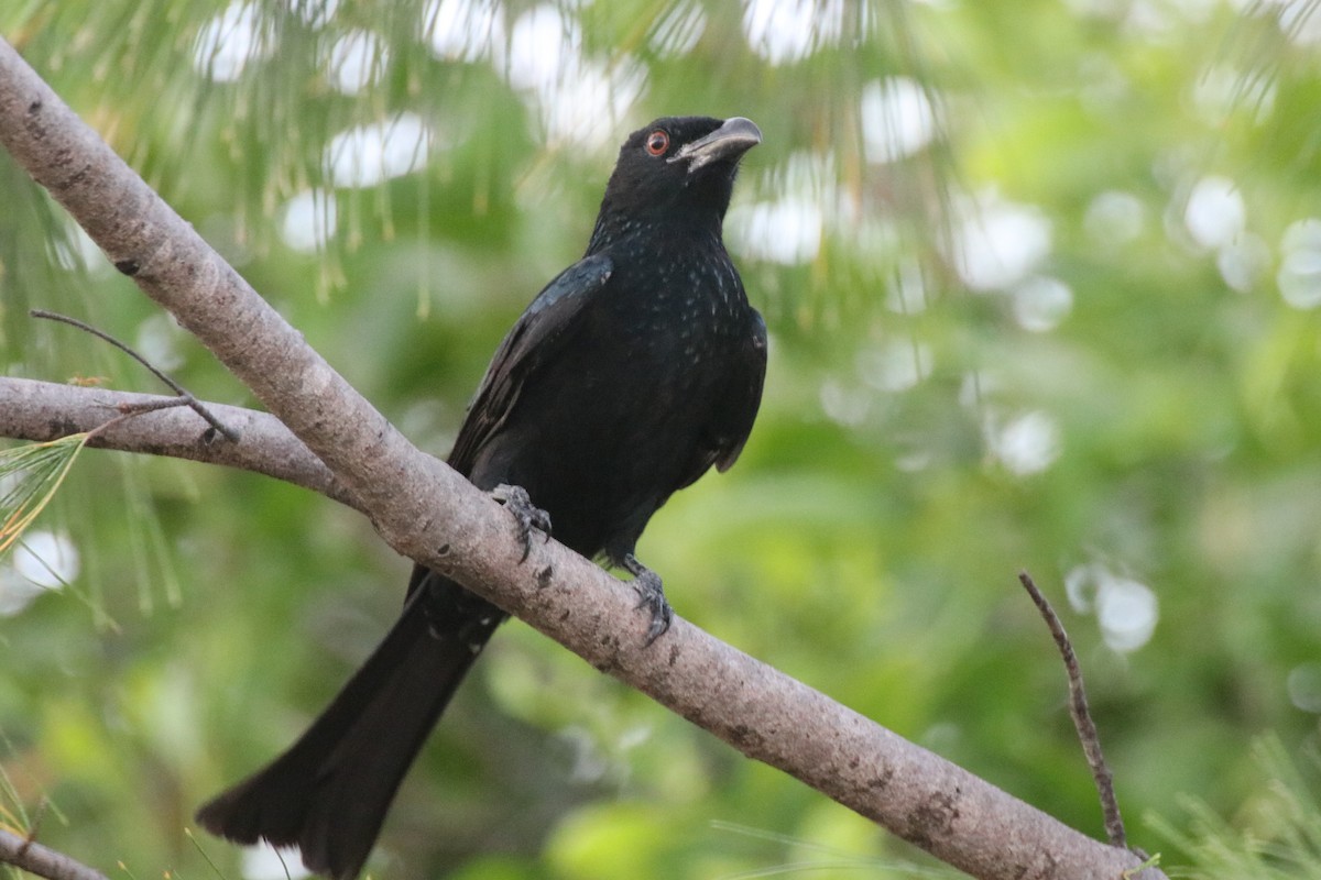 Yıldızlı Drongo - ML327774921