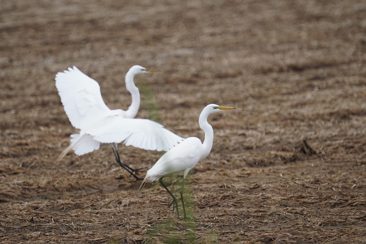Great Egret - ML327777051
