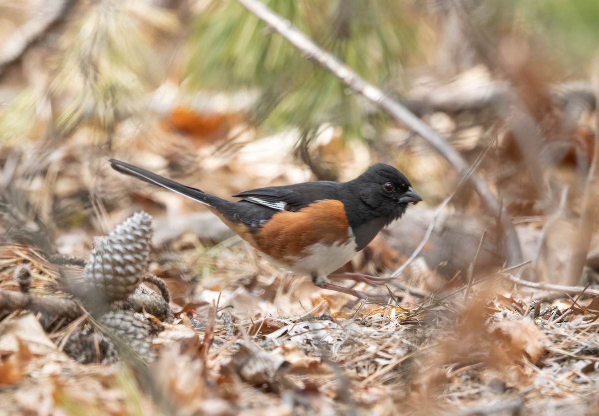 Eastern Towhee - Kalpesh Krishna