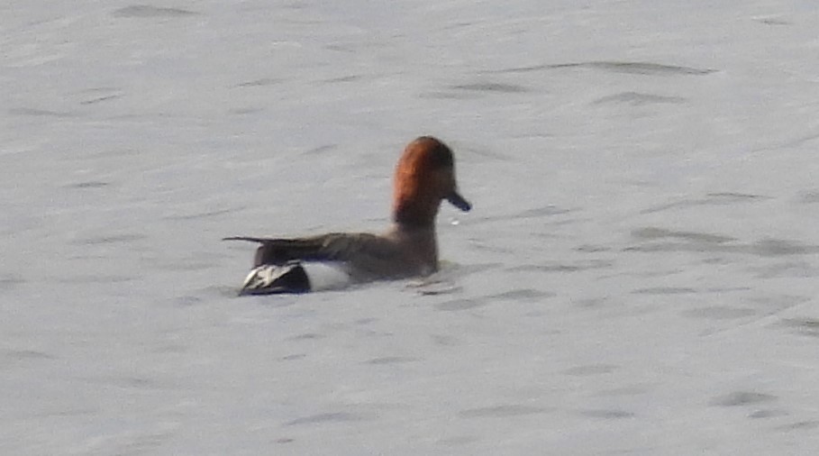 Eurasian x American Wigeon (hybrid) - Pierre Masse