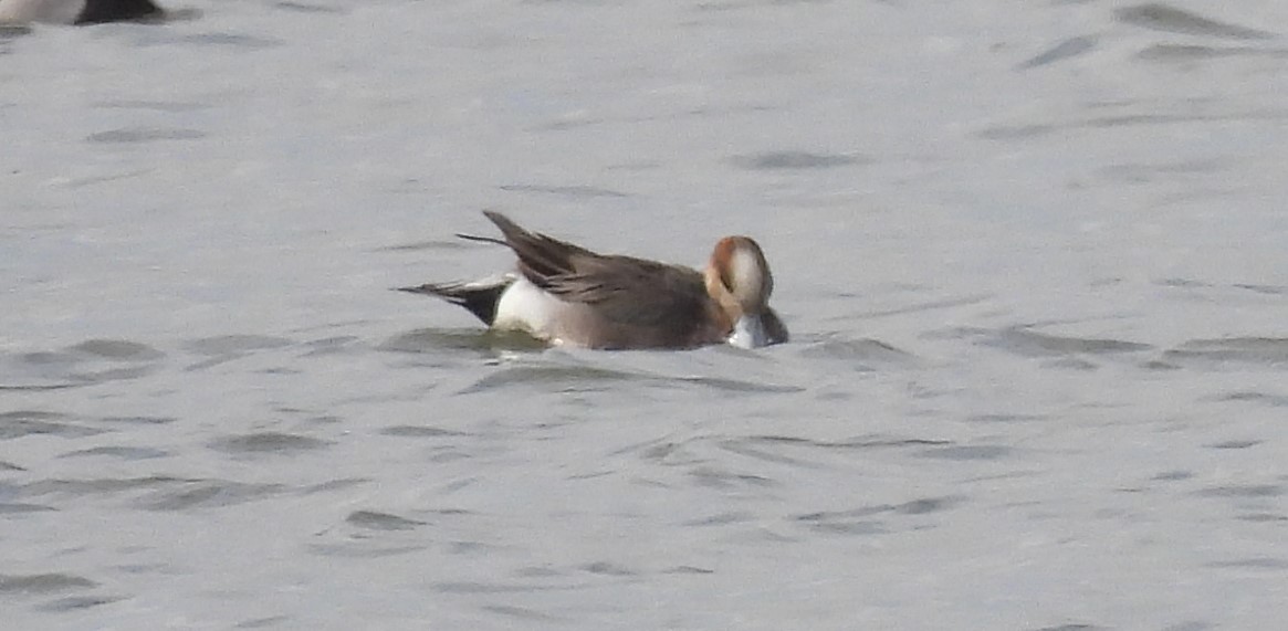 Eurasian x American Wigeon (hybrid) - ML327777561