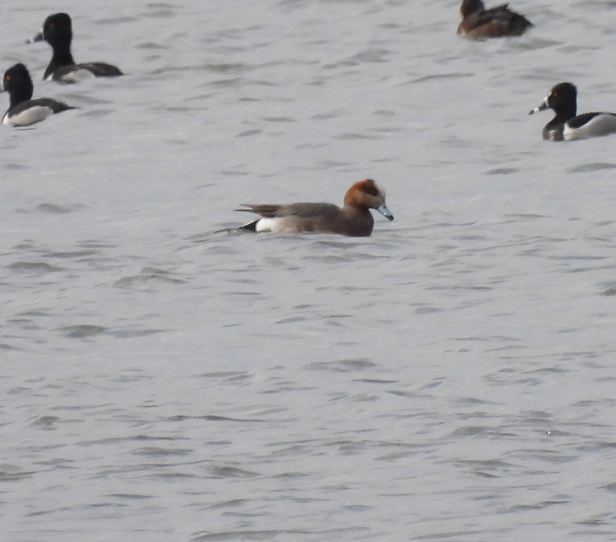 Eurasian x American Wigeon (hybrid) - ML327777571