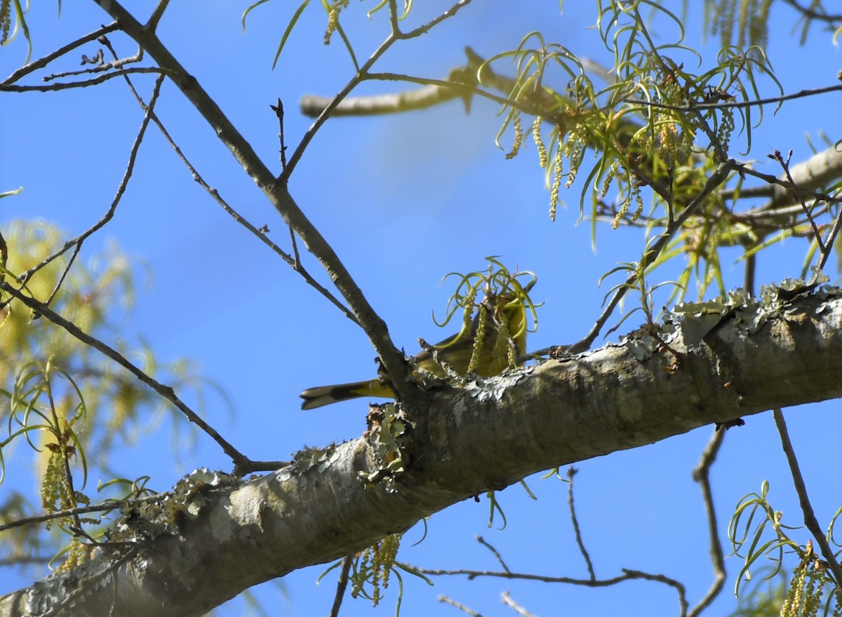 Palm Warbler - ML327778721