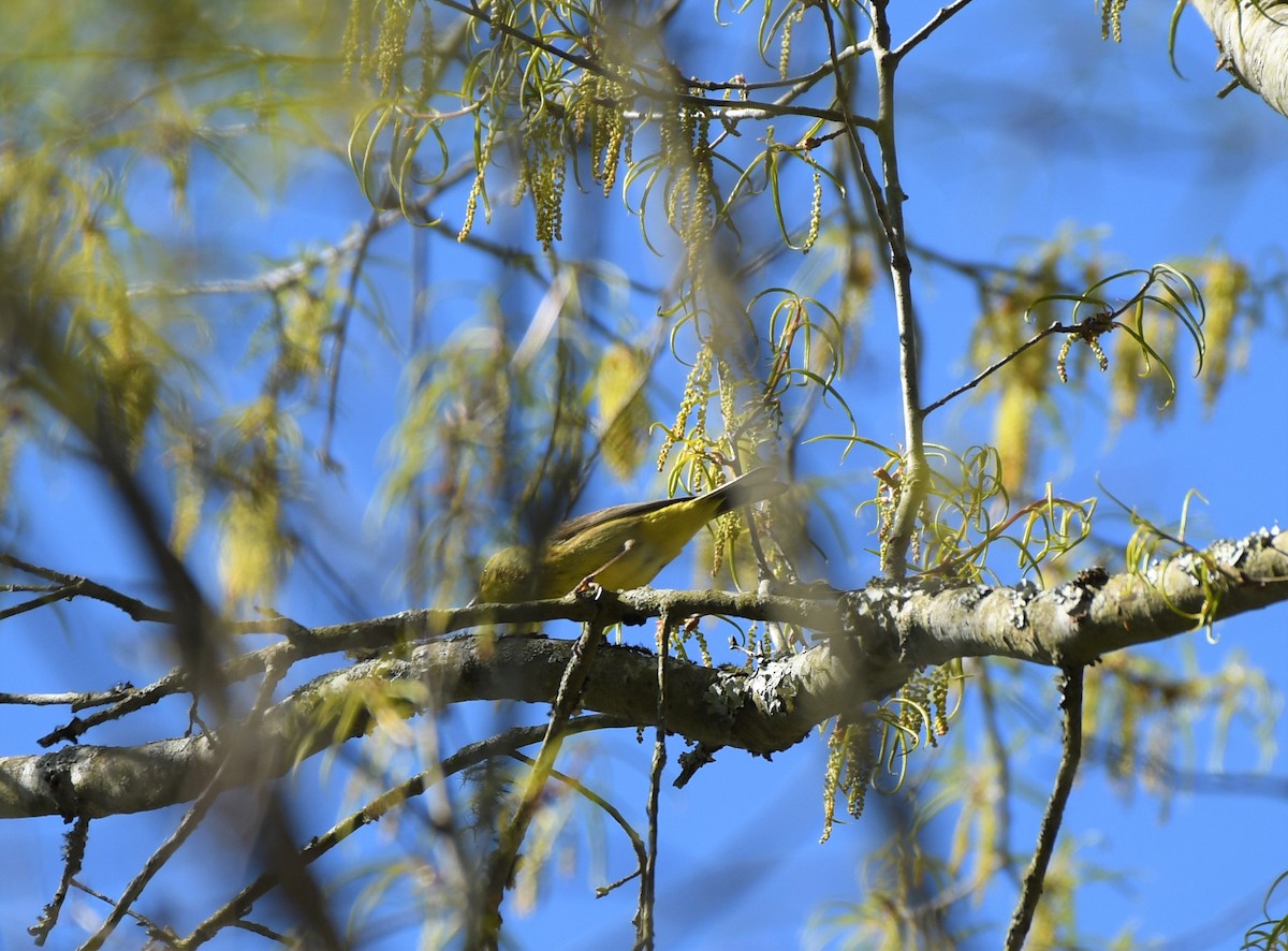 Palm Warbler - sophie Parker